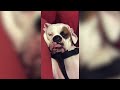 Funny Dogs Compilation 2017 | Best Funny Dog Videos Ever