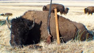 buffalo hunting wyoming