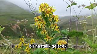 Yarin Olmaz Şi̇mdi̇ Türkçe Altyazı