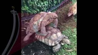 Ülkücü kaplumbağa pkk lı kaplumbağayı s*kiyor
