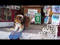 TWIG SKATES KEY WEST - Skateboarding Dog