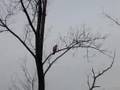 Red Tailed Hawk Hunting at Fresh Pond Reservation Video