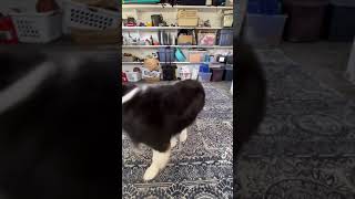 She Filmed Her First Tiktok , Her First Tiktok , Doggy Films Her First Tiktok