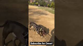 Pitbull Cesar Ready To Attack On Outside Dogs But Then Shows How Well He Is Trained.