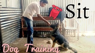 How to teach a dog to sit (Hindi).|Dog training in Hindi.