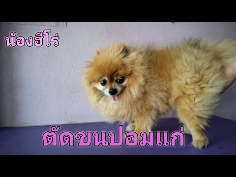 ตัดขนปอมแก่