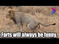 Lion Pooping Ends with a Loud Fart 😂  | Funny Animal Farts | Wildest Kruger Sightings