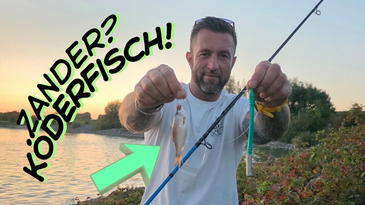 Mit Köderfisch auf Zander am Rhein – Erfolg oder Fehlversuch?