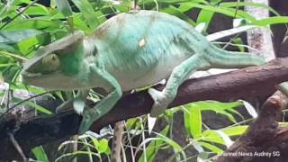 Reptopia Exhibit 2017 At Singapore Zoo