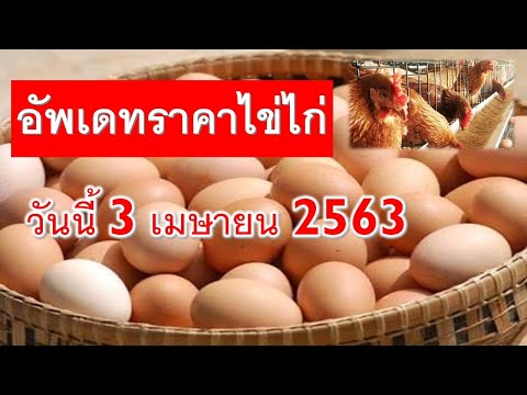 ราคาไข่ไก่หน้าฟาร์มวันนี้ ราคายังคงที่