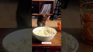 Cat Video