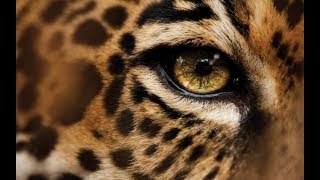 Muhteşem Leopar Belgeseli̇