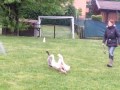 pastore 動画21a