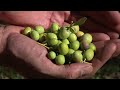 Olive harvest