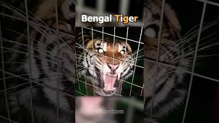 Scariest Animal Sounds In The World