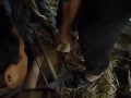 Video Cắt Nhung hươu tại Hương Sơn Hà Tĩnh