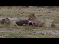safari