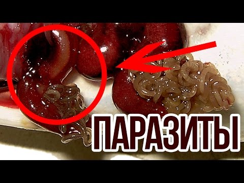 Как убрать паразиты в домашних условиях 508 Как убрать паразиты в домашних условиях 334