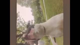 Amstaffamerican Stafford Terrier