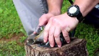 Bream Catch 2016