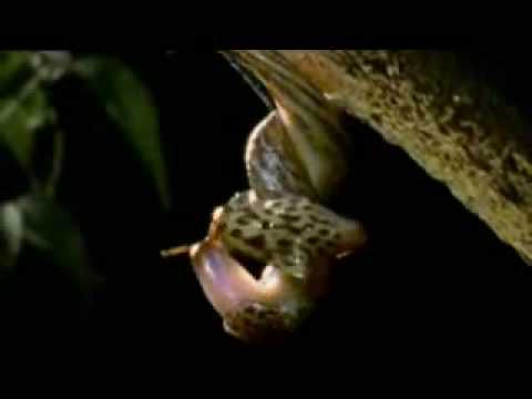 The World's Most Terrifying Penises : The Leopard Slug