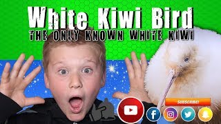 White Kiwi Bird The Only Known White Kiwi