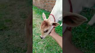 Cute Baby Cow V1025