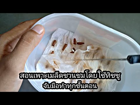 สอนเพาะเมล็ดชวนชม จับมือทำทุกขั้นตอน
