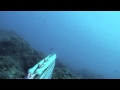 Pescasub - Tonno - ennesimo incontro