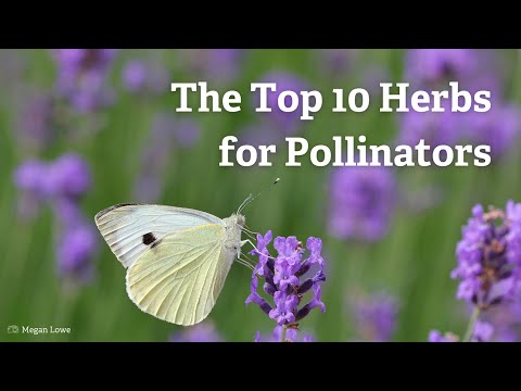 The Top 10 Herbs for Pollinators