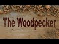 The Woodpecker Ep 11 TV Support.mp4
