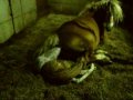 parto cavalla in diretta: nascita di una puledra Haflinger