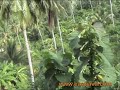 image Karanggongso Beach Trenggalek East Java