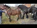Thomas Kuda Hitam Malay Horse Brasileirão black Cavalo koni Bhajan