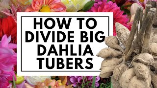How to Divide Big Dahlia Tubers Easily