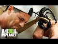 Frank deja que un escorpión lo pique | Wild Frank: En busca del dragón | Animal Planet
