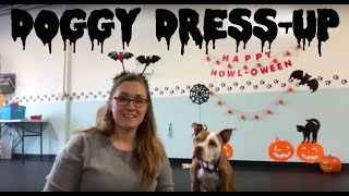 Dressing Up Your Dog- Training Tip Tuesday