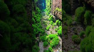 Underwater Life Aquavisions05