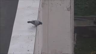 Suicidal Pigeon The Story Continues