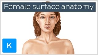 Female Body Surface Anatomy (preview) - Human Anatomy | Kenhub