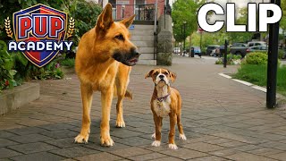 A Day With The Lost Dogs Pup Academy Clip