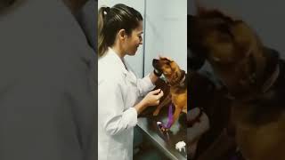 When Your Dog Crush On Doctor