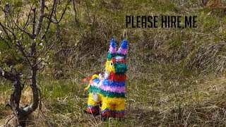 Please Hire Me