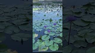 Water Lily