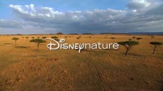 African Cats Doentary Trailer From Disneynature - Hd