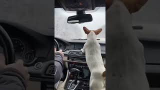Jack Russell Terrier Is Trying To Catch The Windshield Wipers