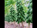 KILIMO:JINSI YA KUTAJIRIKA NA ZAO LA MAPAPAI