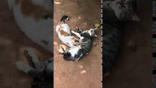 Gato Adulto Mamando.
