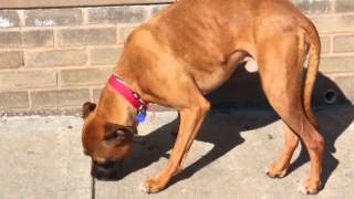 Vito-Available At The Humane Society Of Missouri