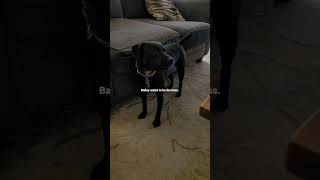 My Cousin Mikes Crazy Patterdale.